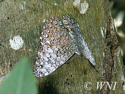 Pale Cracker (Hamadryas amphichloe)